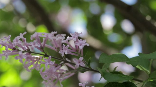 Lilacs blooming on a lilac tree waving in the breeze