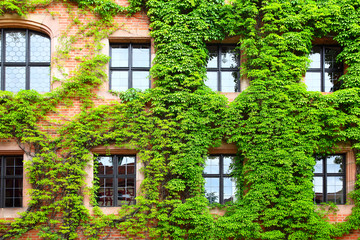 Fototapeta na wymiar Old house with ivy