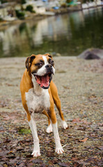 Boxer with mouth open and big smile standing on rocky beach