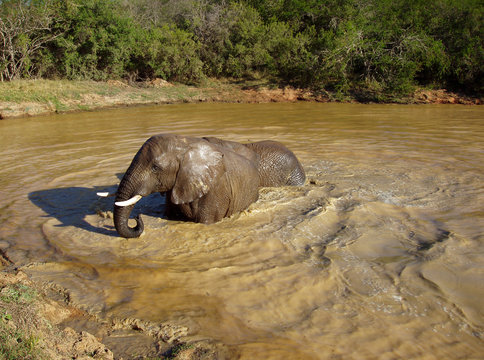 Badender Elefant