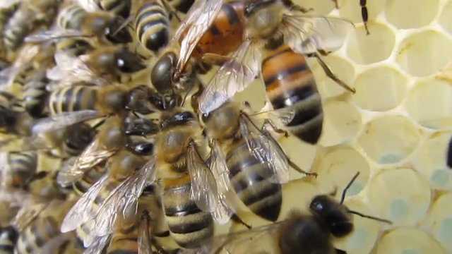 Queen Bee.
Queen Bee moving on honeycombs.
