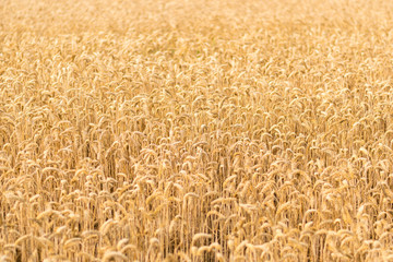 Golden wheat field