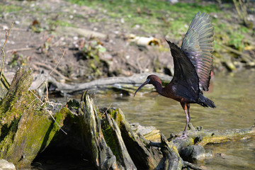Schwarzer Ibis mit gespreizten Flügeln