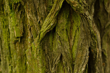 Tree bark texture   