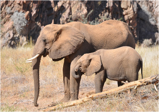 Wüstenelefanten, Mutter mit Kind