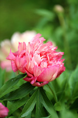 Photo of beautiful pink peony