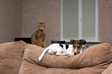 cat and dog together on back of couch