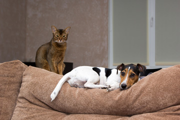 cat and dog together on back of couch