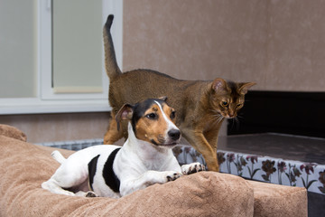 cat and dog together on back of couch