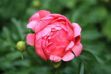 Photo of beautiful pink peony