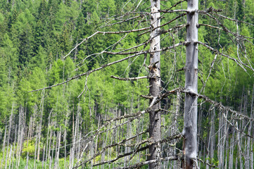 Dead trees and forest contrast