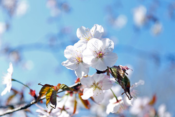 Fruit tree flowers in blossom on blue sky background