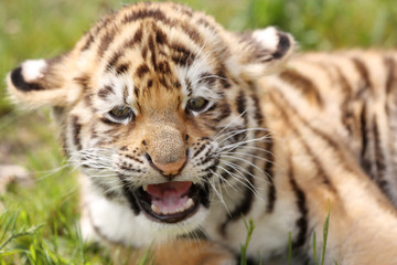 Baby tiger lying on grass