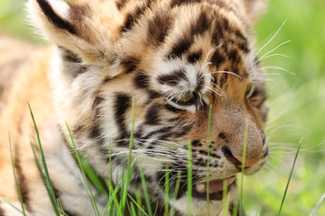 Baby tiger lying on grass