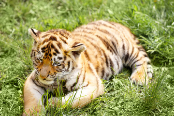 Fototapeta na wymiar Baby tiger lying on grass
