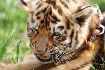 Baby tiger lying on grass