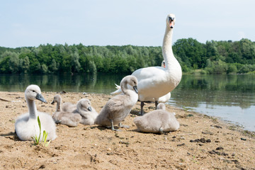 White Swan Family With Chicks.