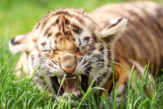 Baby tiger lying on grass