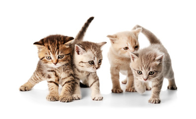 Small cute kittens, isolated on white