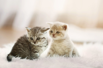 Fototapeta na wymiar Small cute kittens on carpet