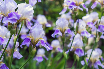 Purple iris flowers close up