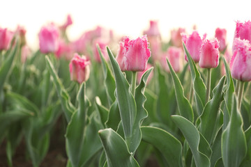 Field of beautiful blooming tulips