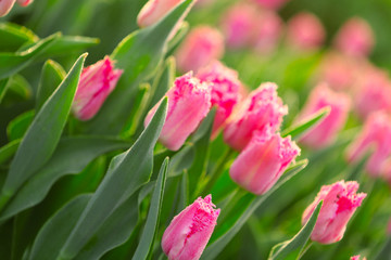 Field of beautiful blooming tulips, closeup