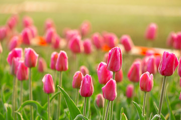 Fototapeta premium Field of beautiful blooming tulips