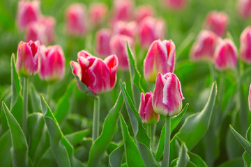 Field of beautiful blooming tulips