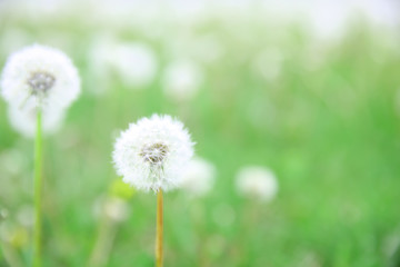 Beautiful dandelions, closeup