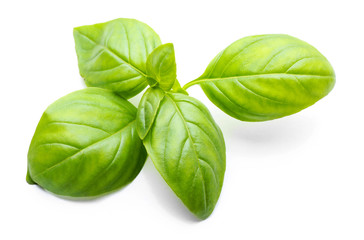 Basil leaves, isolated on white