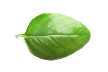 Obraz premium Basil leaf, isolated on white