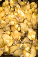 Young Yellow Broiler Chicks Overhead