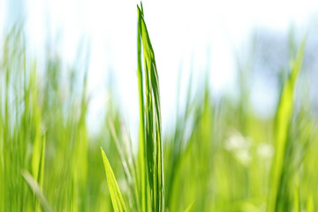 Variegated structures of grass