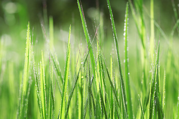 Fototapeta na wymiar Variegated structures of grass