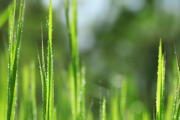 Variegated structures of grass