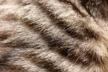 Grey cat's fur, close up