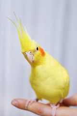 Yellow cockatiel on a female finger, close up