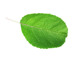 Green leaf, isolated on white