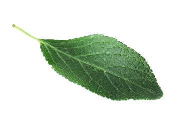 Green leaf, isolated on white