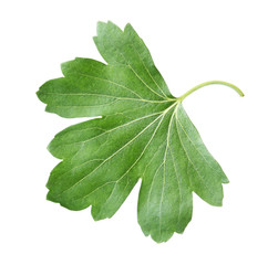 Fototapeta premium Green leaf, isolated on white