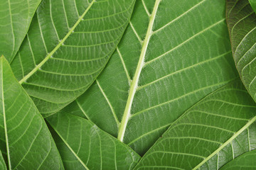 Green leaves background