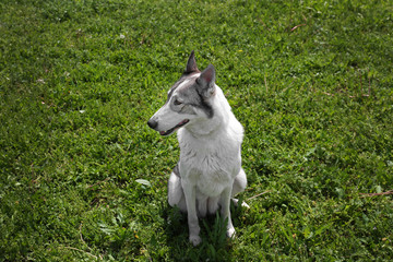 Dog playing on grass in park