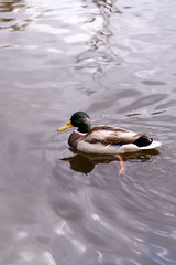 Obraz premium Grey duck swimming