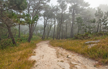 Fototapeta premium Road in the forest in Islas Cies, Spain
