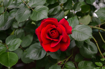 Red Rose