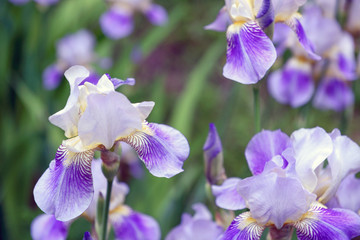 Purple iris flowers close up