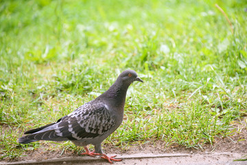 Pigeon in grass