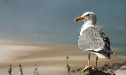 Seagull on the beach