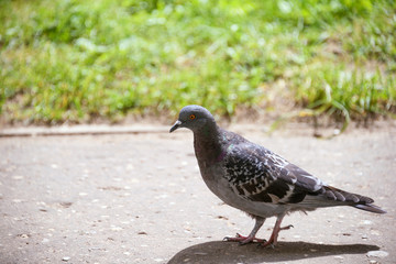 Pigeon in grass